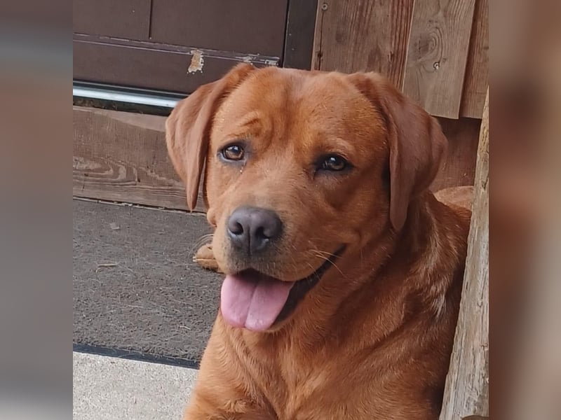 Foxred Labrador Welpen ab Mitte Juni abzugeben