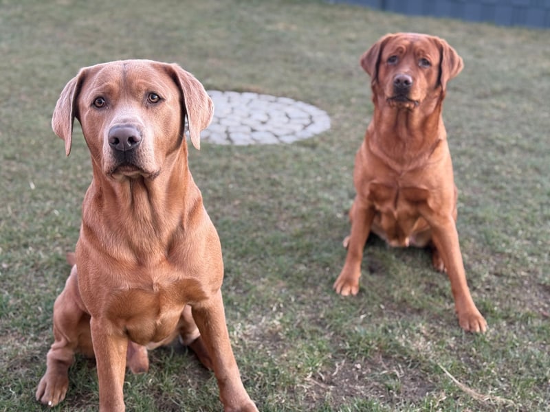 Foxred Labrador Welpen ab Mitte Juni abzugeben