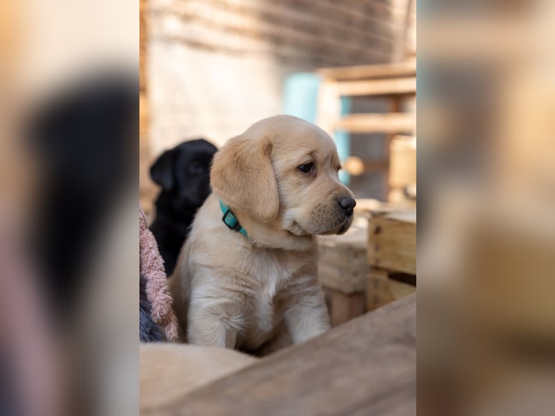 Labradorwelpen in schwarz/blond/ foxred 