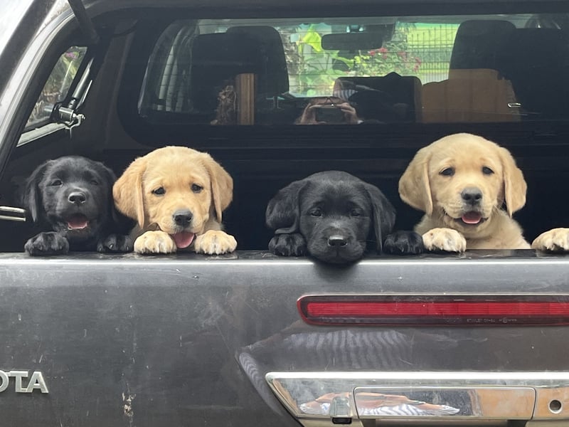 Labradorwelpen in schwarz/blond/ foxred 
