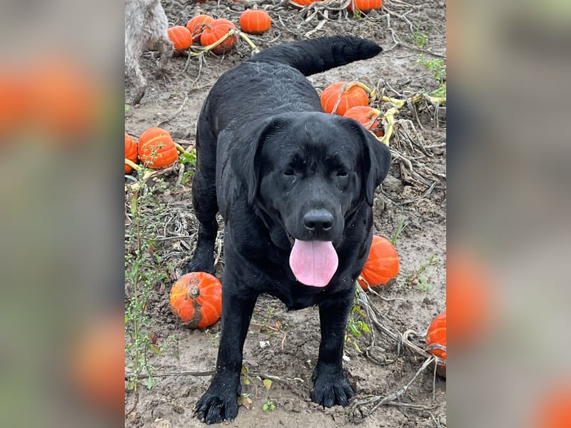 Labradorwelpen in schwarz/blond/ foxred 