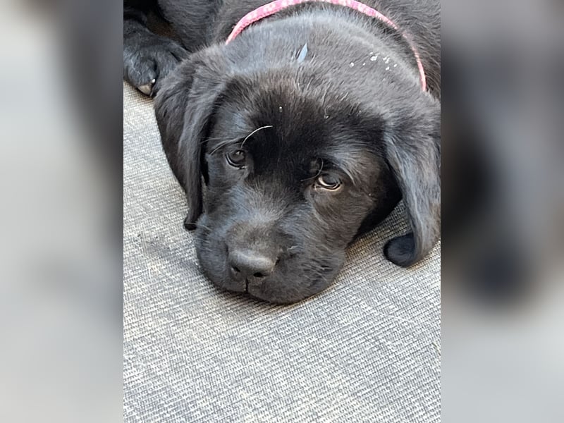 Labradorwelpen in schwarz/blond/ foxred 