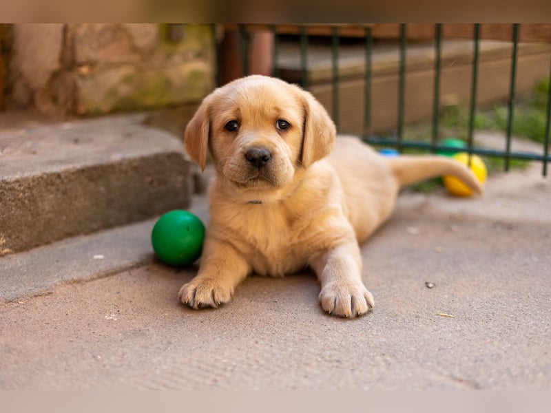 Labradorwelpen in schwarz/blond/ foxred 