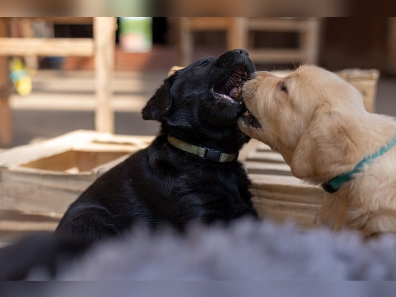 Labradorwelpen in schwarz/blond/ foxred 