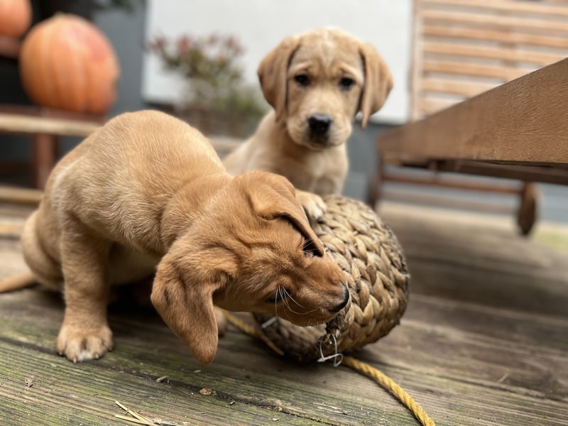 Labradorwelpen in schwarz/blond/ foxred 