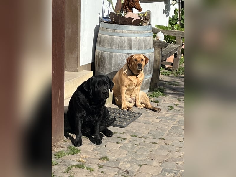 Labradorwelpen in schwarz/blond/ foxred 