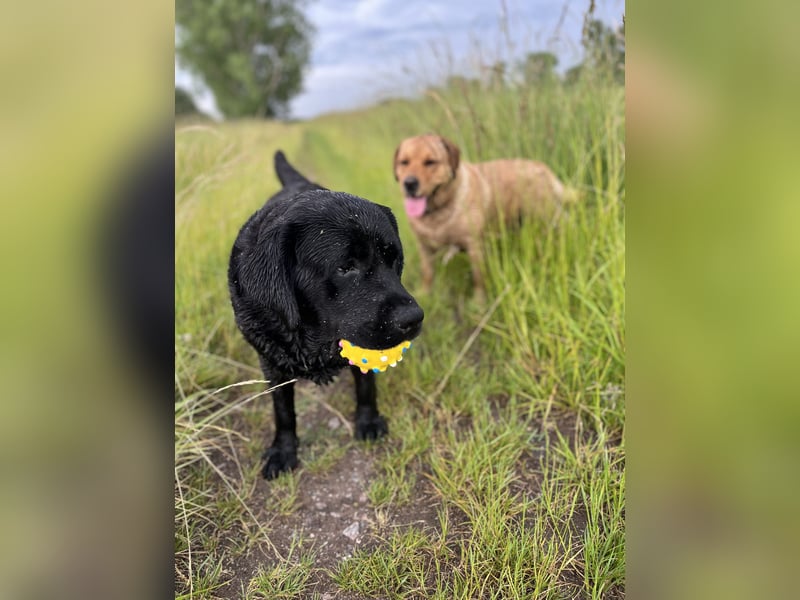 Labradorwelpen in schwarz/blond/ foxred 