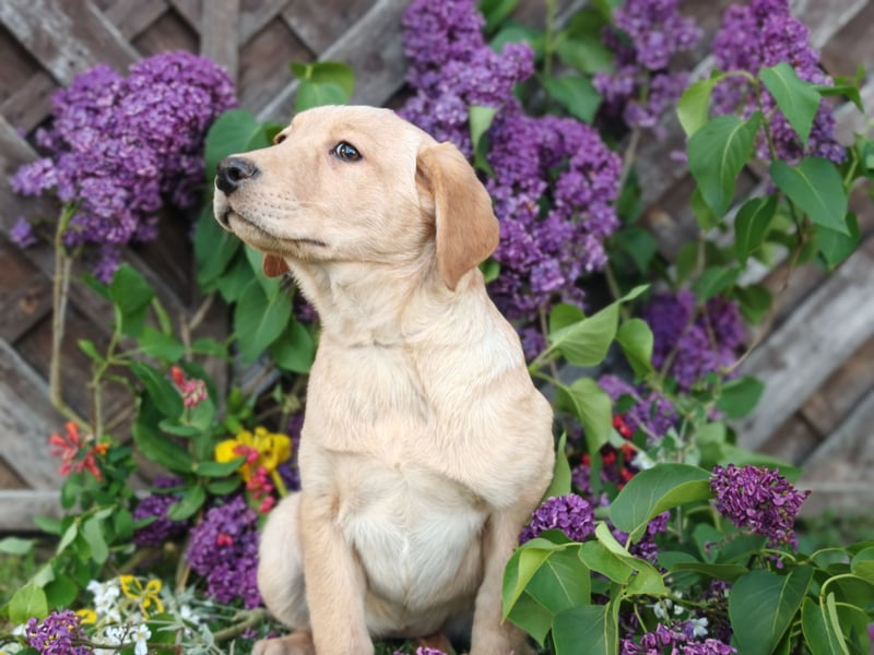 Labrador Welpen