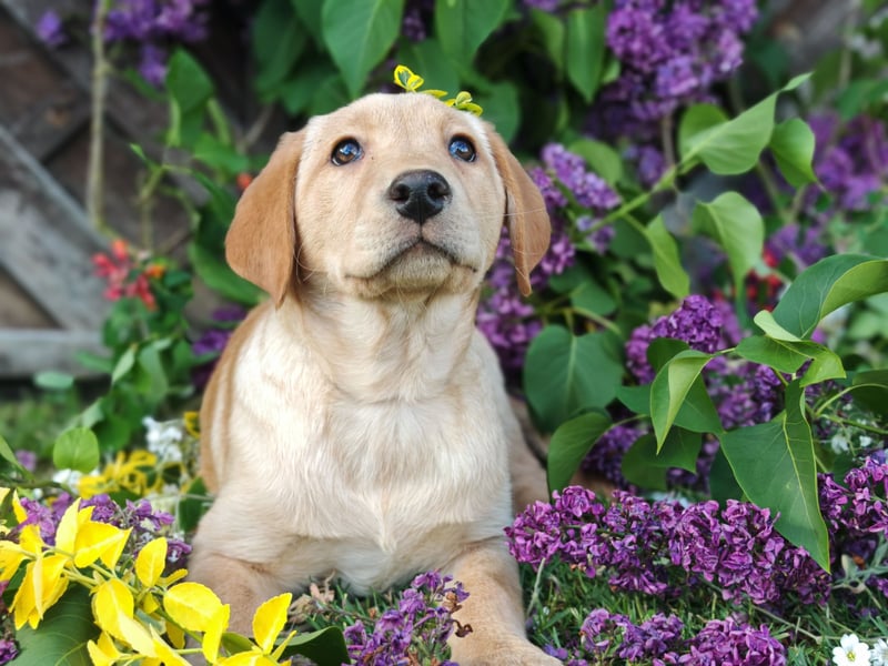 Labrador Welpen