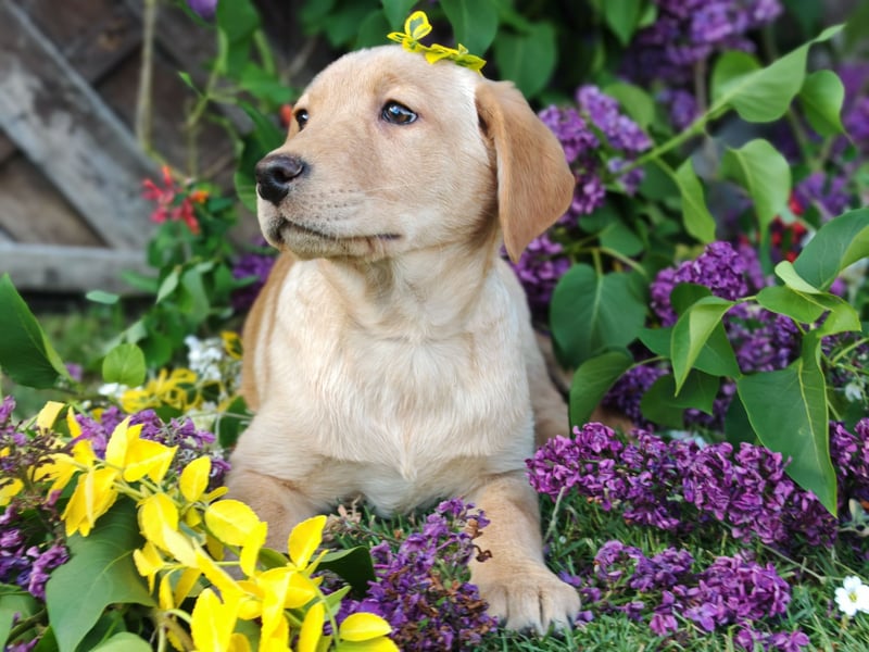 Labrador Welpen