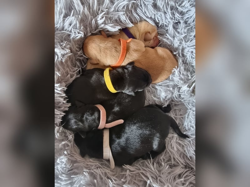 Edle Labrador Welpen (Schwarz/Foxred/Creme) mit Ahnentafel, Nachkommen von Champions