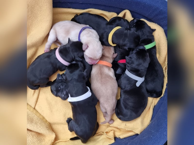 Edle Labrador Welpen (Schwarz/Foxred/Creme) mit Ahnentafel, Nachkommen von Champions