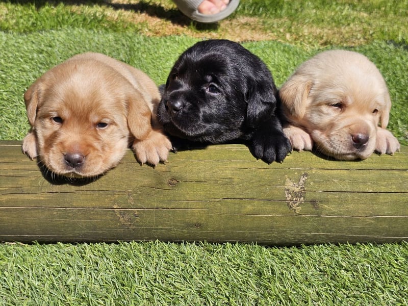 Edle Labrador Welpen (Schwarz/Foxred/Creme) mit Ahnentafel, Nachkommen von Champions