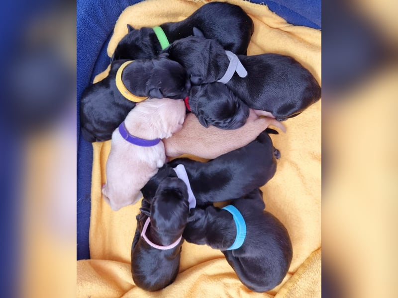 Edle Labrador Welpen (Schwarz/Foxred/Creme) mit Ahnentafel, Nachkommen von Champions