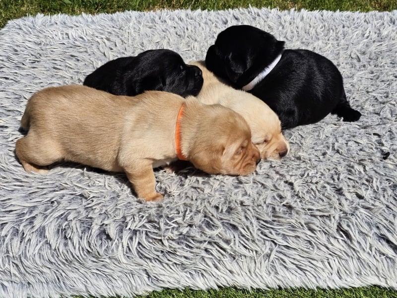Edle Labrador Welpen (Schwarz/Foxred/Creme) mit Ahnentafel, Nachkommen von Champions