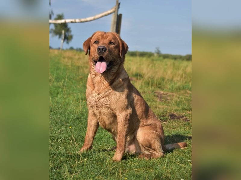 Edle Labrador Welpen (Schwarz/Foxred/Creme) mit Ahnentafel, Nachkommen von Champions
