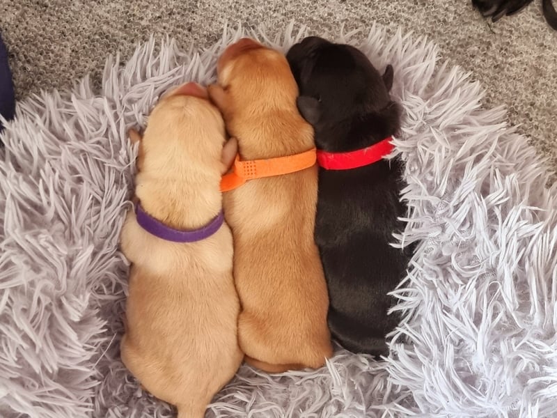 Edle Labrador Welpen (Schwarz/Foxred/Creme) mit Ahnentafel, Nachkommen von Champions