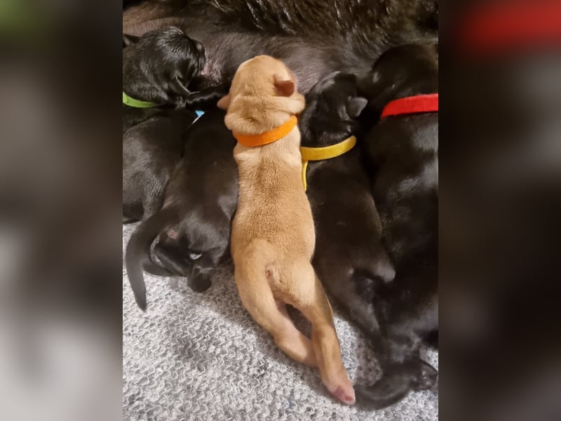 Edle Labrador Welpen (Schwarz/Foxred/Creme) mit Ahnentafel, Nachkommen von Champions