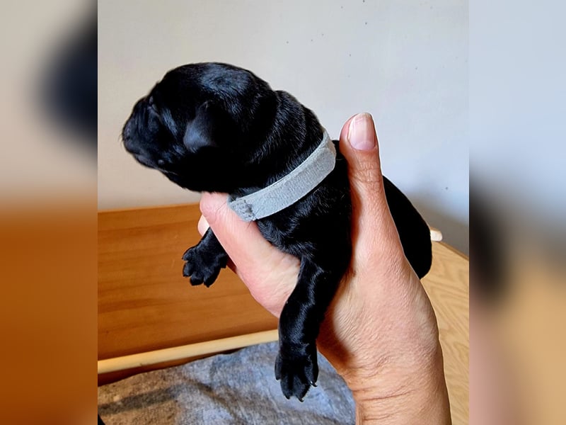Edle Labrador Welpen (Schwarz/Foxred/Creme) mit Ahnentafel, Nachkommen von Champions