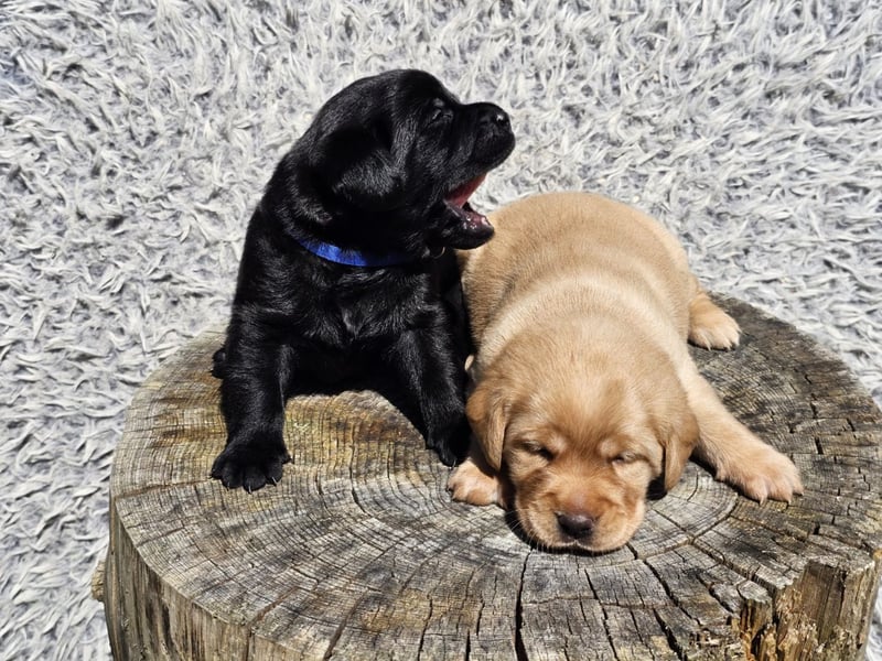 Edle Labrador Welpen (Schwarz/Foxred/Creme) mit Ahnentafel, Nachkommen von Champions