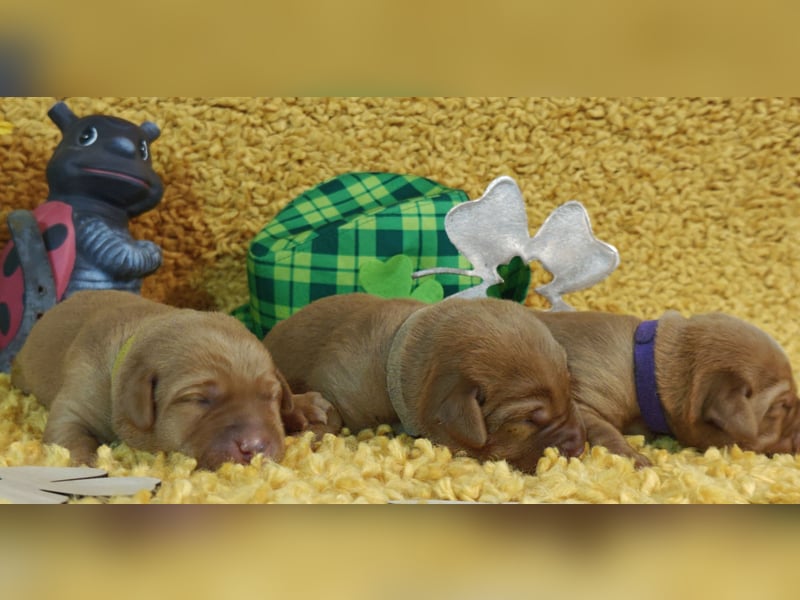 Rassetypische Labrador Welpen mit Ahnentafel in weiß und foxred