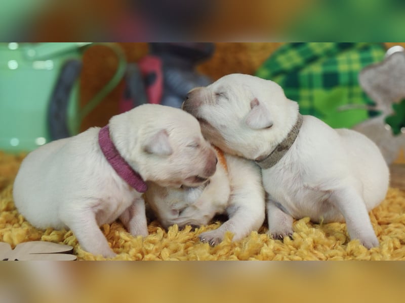 Rassetypische Labrador Welpen mit Ahnentafel in weiß und foxred