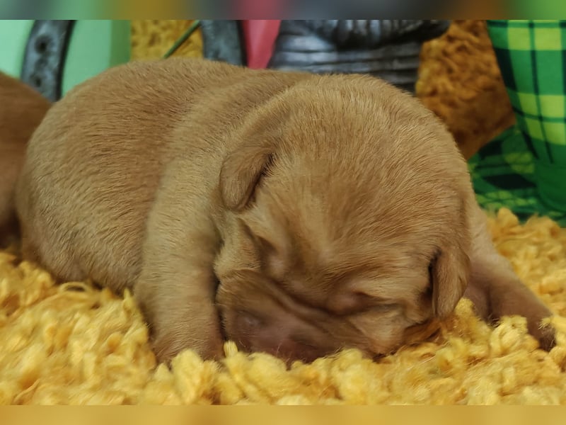 Rassetypische Labrador Welpen mit Ahnentafel in weiß und foxred