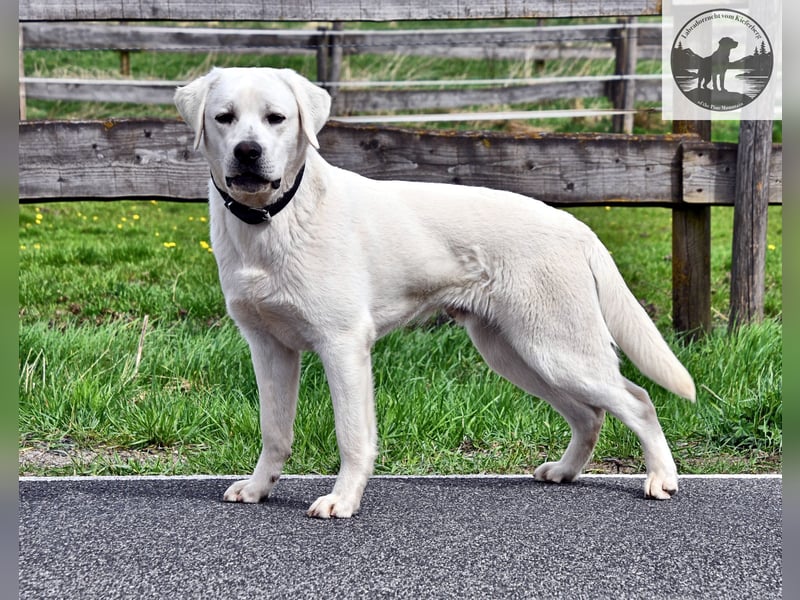 Rassetypische Labrador Welpen mit Ahnentafel in weiß und foxred