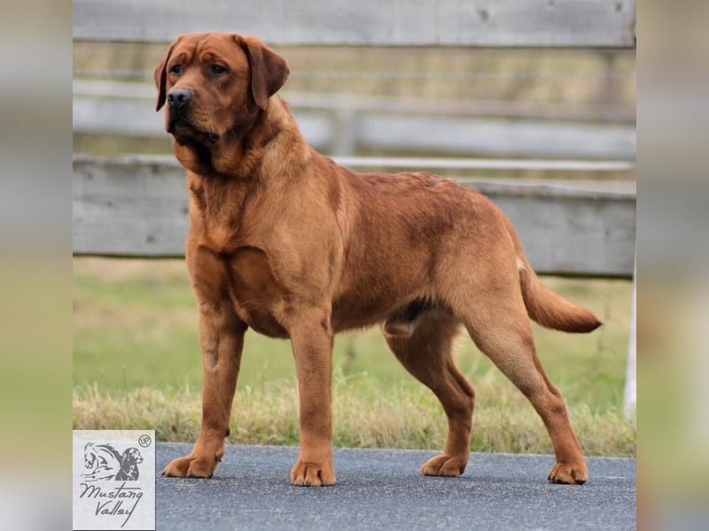 Rassetypische Labrador Welpen mit Ahnentafel in weiß und foxred