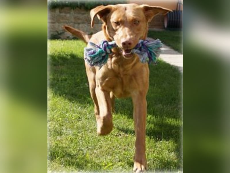 Rassetypische Labrador Welpen mit Ahnentafel in weiß und foxred