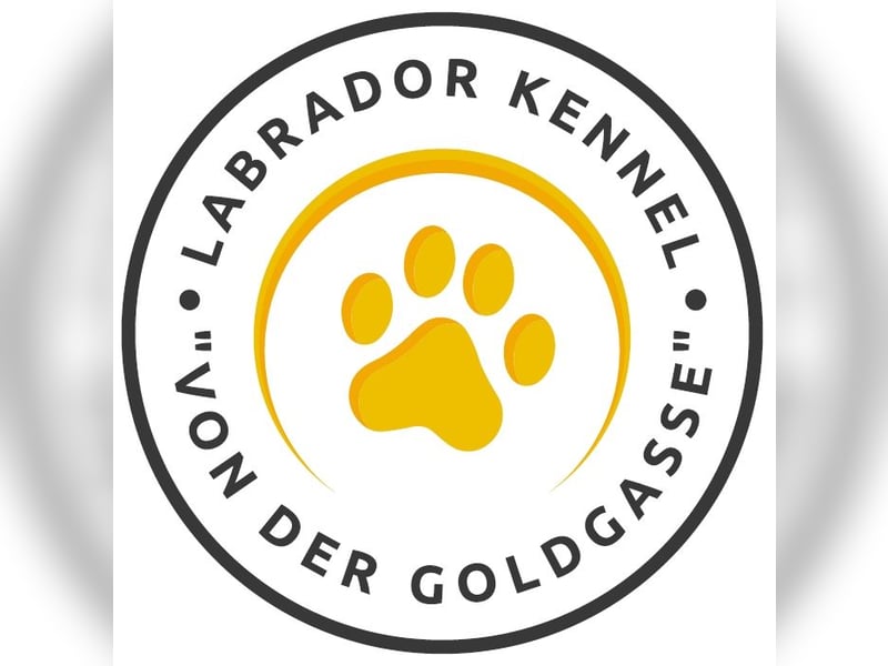 Rassetypische Labrador Welpen mit Ahnentafel in weiß und foxred