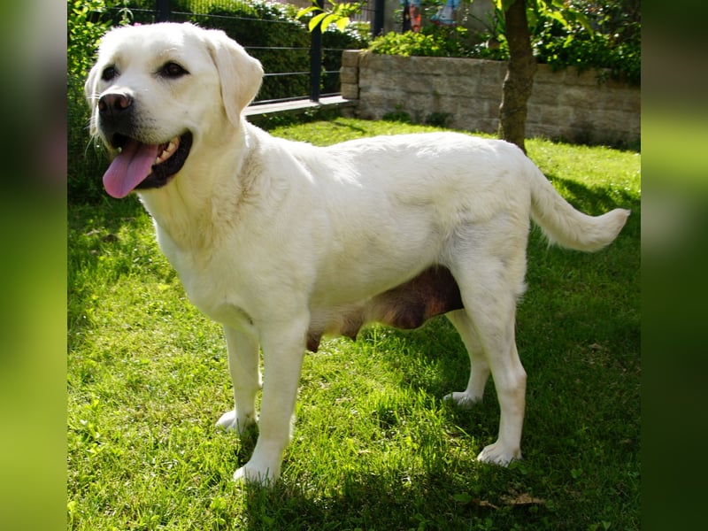 Rassetypische Labrador Welpen mit Ahnentafel in weiß und foxred