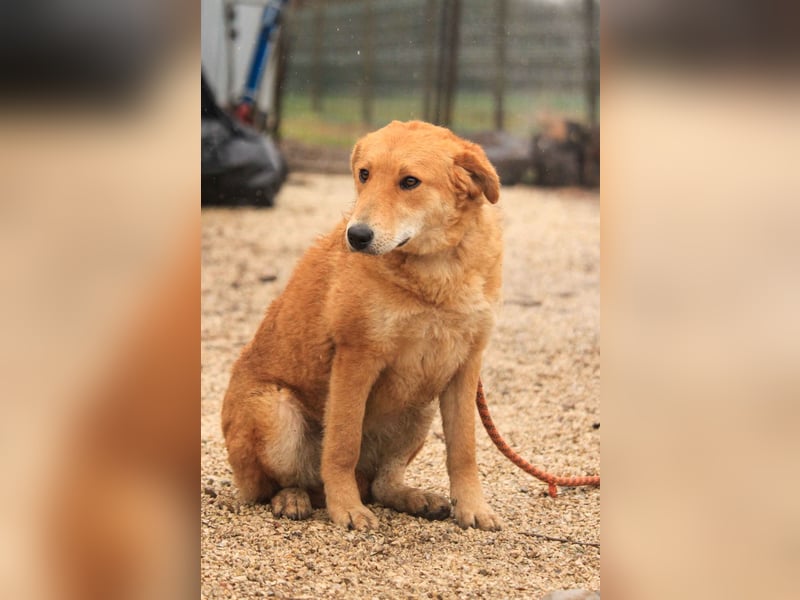 Biborka VA – Verspielter Schatz sucht Zuhause