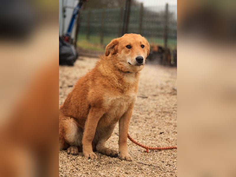Biborka VA – Verspielter Schatz sucht Zuhause