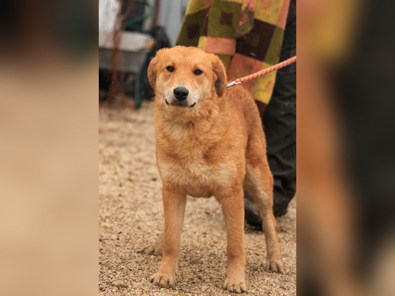 Biborka VA – Verspielter Schatz sucht Zuhause