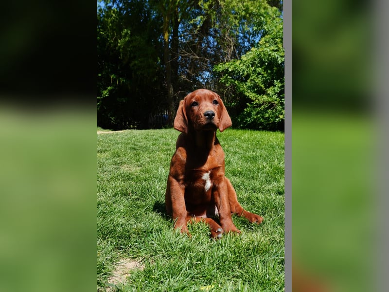 Labrador Retriever Foxred/ Dark Foxred - Therapie-, Assistenz-, Familienhunde