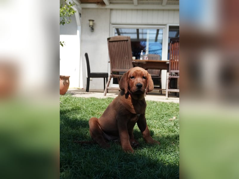 Labrador Retriever Foxred/ Dark Foxred - Therapie-, Assistenz-, Familienhunde
