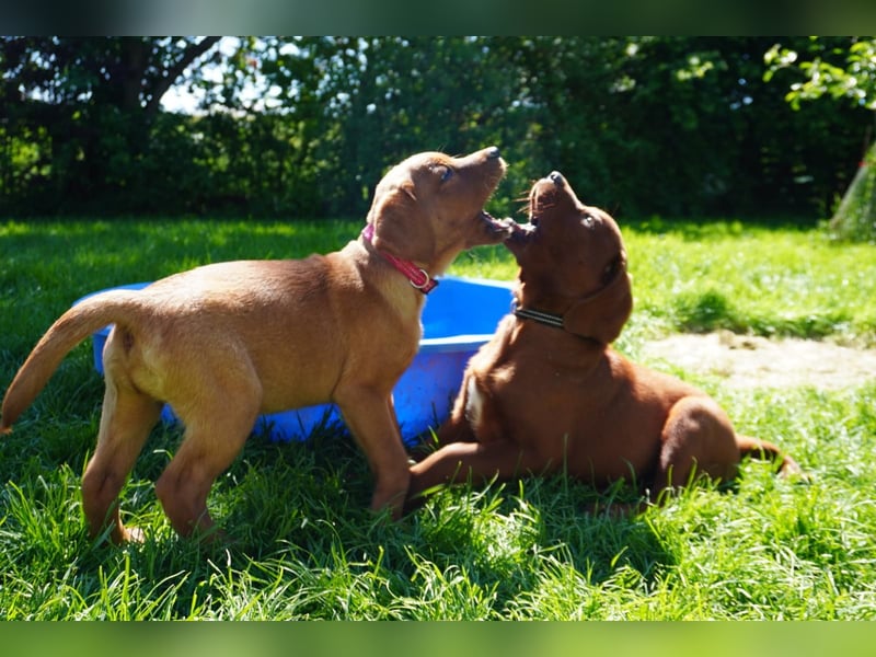 Labrador Retriever Foxred/ Dark Foxred - Therapie-, Assistenz-, Familienhunde