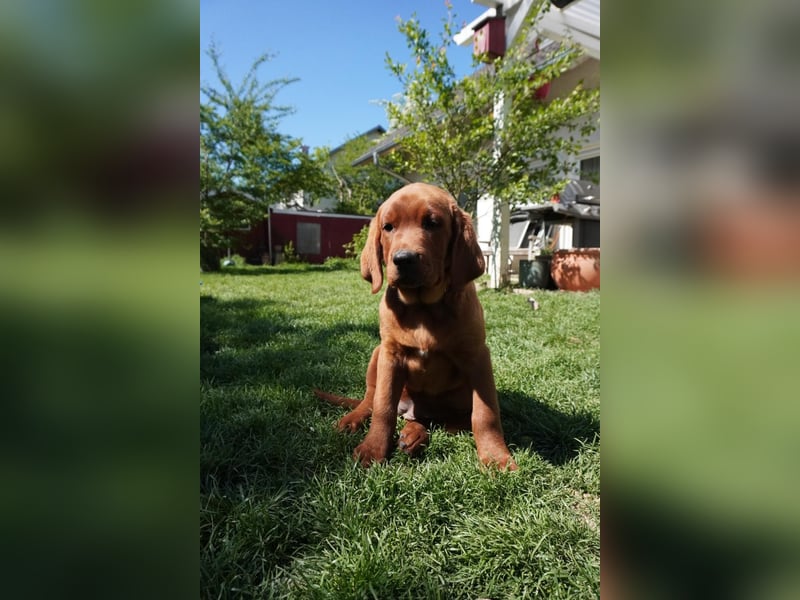 Labrador Retriever Foxred/ Dark Foxred - Therapie-, Assistenz-, Familienhunde