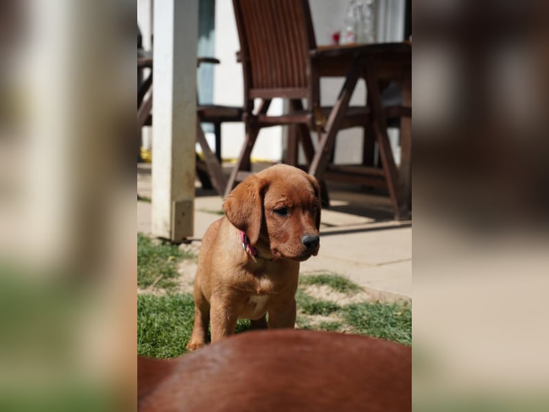 Labrador Retriever Foxred/ Dark Foxred - Therapie-, Assistenz-, Familienhunde