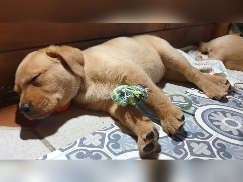 Labrador Welpen Hündinnen / Rüde in Fox- red - USA Line