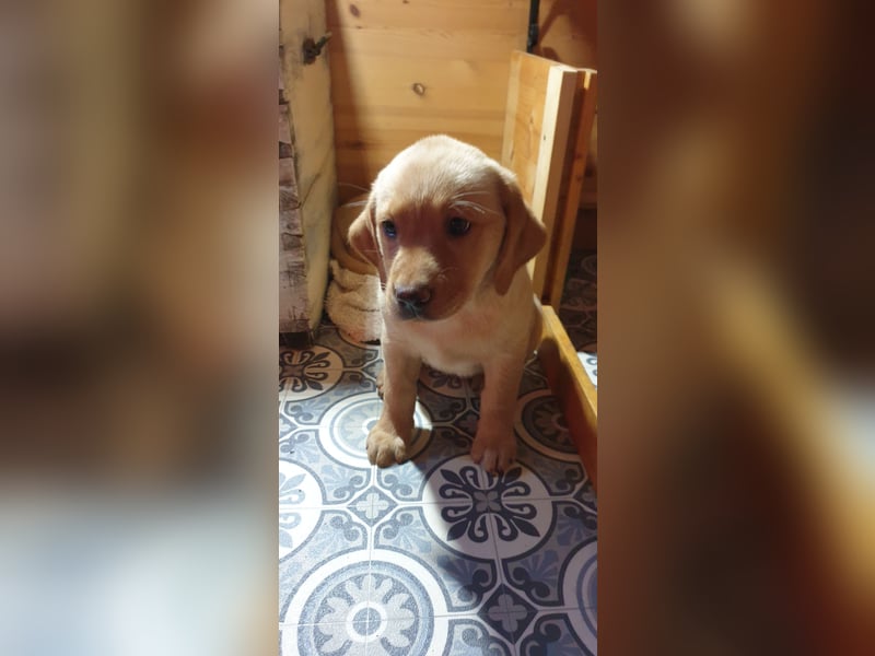 Labrador Welpen Hündinnen / Rüde in Fox- red - USA Line