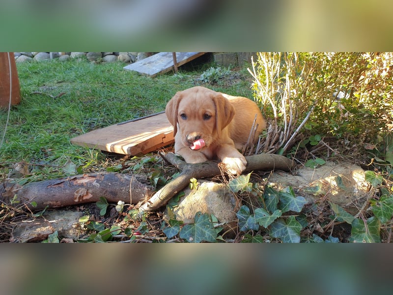 Labrador Welpen Hündinnen / Rüde in Fox- red - USA Line