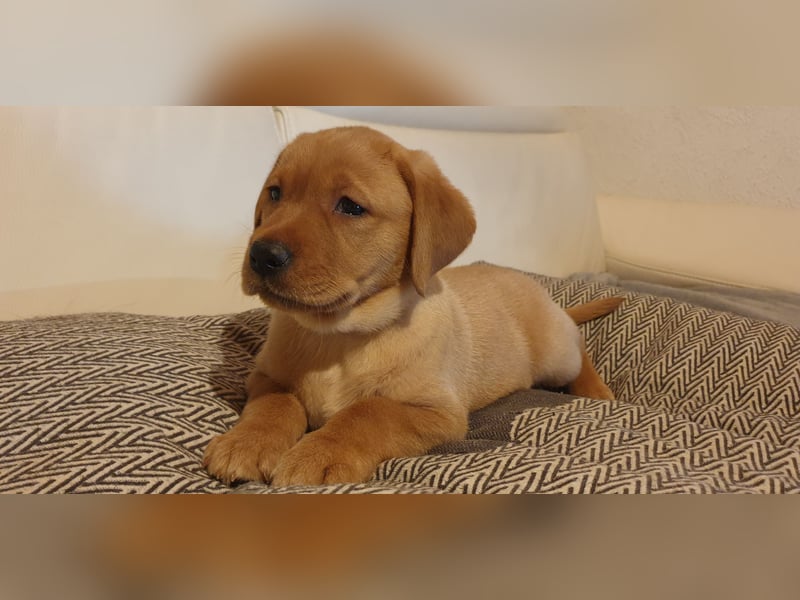 Labrador Welpen Hündinnen / Rüde in Fox- red - USA Line