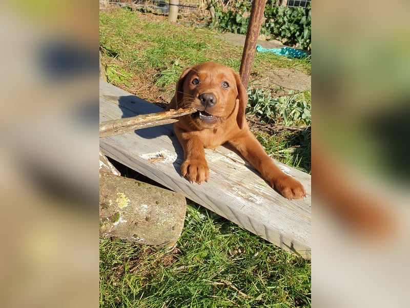 Labrador Welpen Hündinnen / Rüde in Fox- red - USA Line