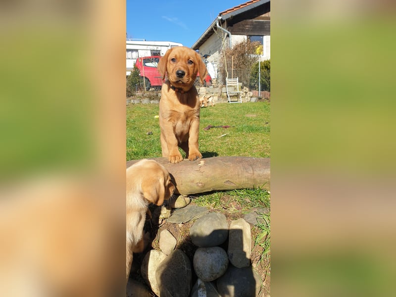 Labrador Welpen Hündinnen / Rüde in Fox- red - USA Line
