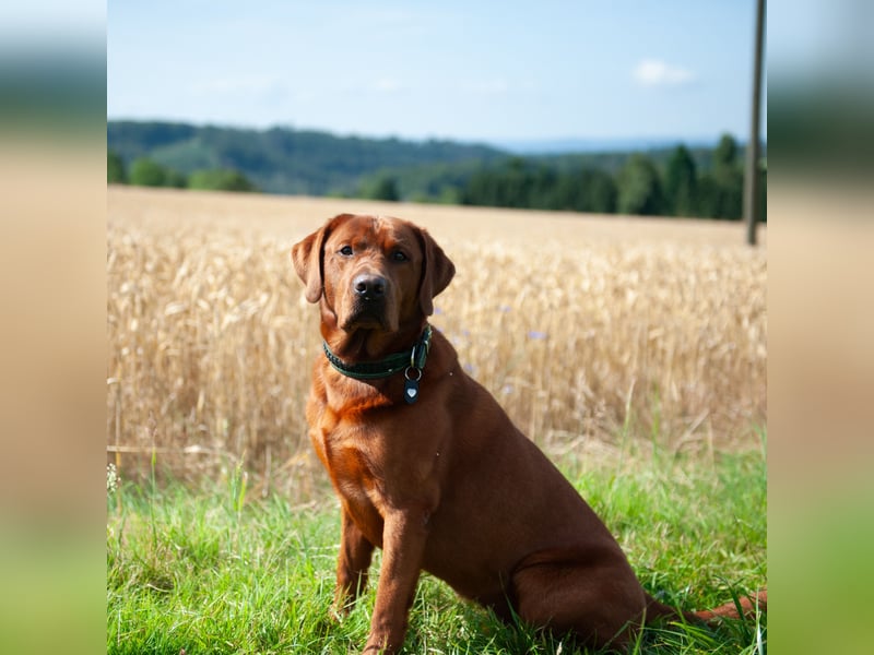 Labrador Welpen Hündinnen / Rüde in Fox- red - USA Line