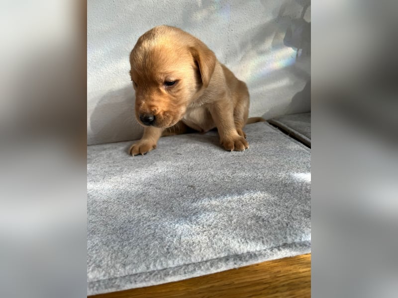 Labradorkinder