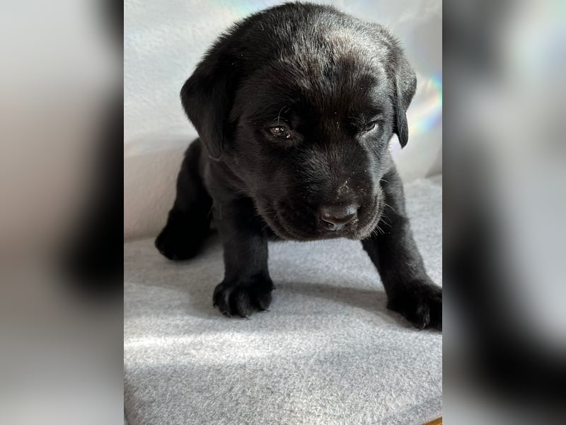 Labradorkinder