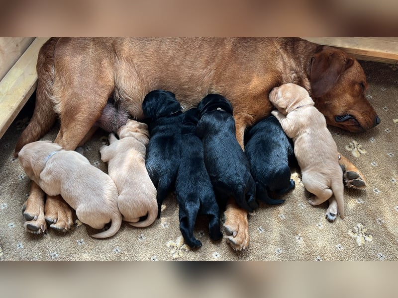 Labradorkinder